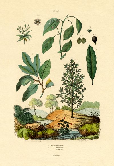 Bay Laurel by French School
